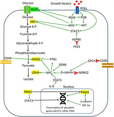 The Crosstalk Between Signaling Pathways and Cancer Metabolism in Colorectal Cancer